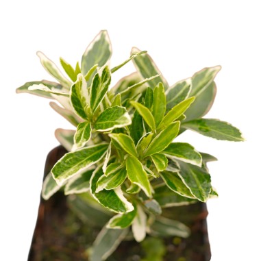 Pianta Euonymus Japonicus in Vaso 7cm-Piante Da Siepe|Mondo Piante