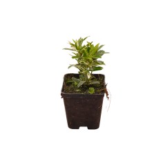 Pianta Euonymus Albovariegato Vaso 7cm | Mondo Piante 2