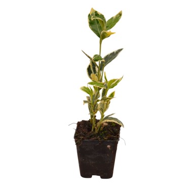 Pianta Euonymus Japonicus Bravo Vaso 7 cm | Mondo Piante