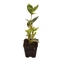 5 Piante Euonymus Japonicus in Vaso 7cm-Piante Da Siepe|Mondo Piante 2