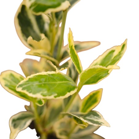 5 Piante Euonymus Japonicus in Vaso 7cm-Piante Da Siepe|Mondo Piante