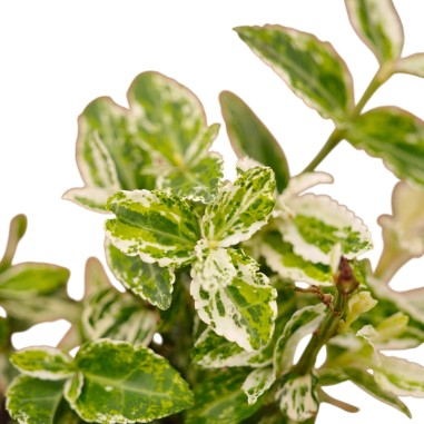 Euonymus Harlequin: Arbusto Variegato | Mondo Piante