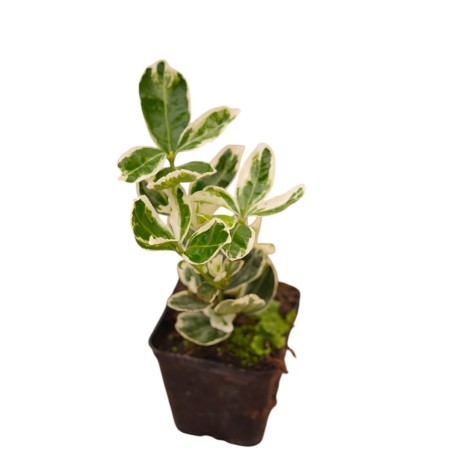 Euonymus Kathy: Evonimo Variegato | Mondo Piante