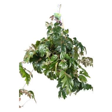 copy of Pianta Aeschynanthus marmoratus