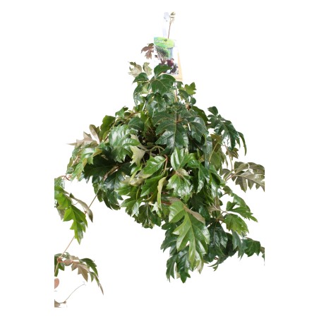 copy of Pianta Aeschynanthus marmoratus