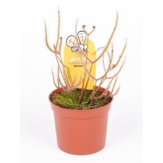 Pianta Carnivora Drosera Binata Vaso 8,5 cm | Mondo Piante