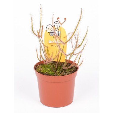 Drosera binata Vaso 8.5cm | Pianta Carnivora a Forca Online