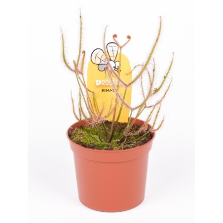 Drosera binata Vaso 8.5cm | Pianta Carnivora a Forca Online