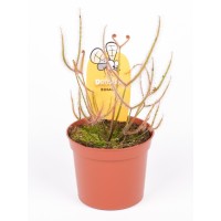 Pianta Carnivora Drosera Binata Vaso 8,5 cm | Mondo Piante
