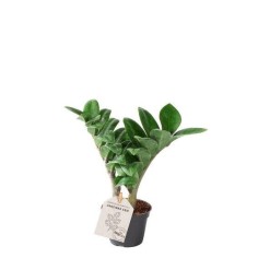 Vendita Pianta Zamioculcas zamiifolia Zenzi-Piante Verdi|Mondo Piante
