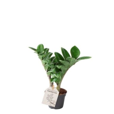 Sale Plant Zamioculcas zamiifolia-Green Plants | World Plants