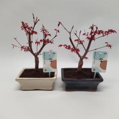 Vendita Online Bonsai di Acero Mix Colori-Bonsai OnLine|Mondo Piante