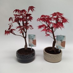 Vendita Bonsai di Acero rosso-Bonsai OnLine|Vivaio Mondo Piante