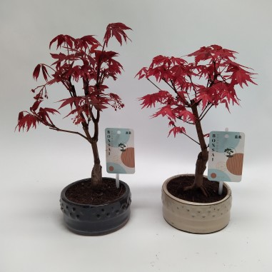 Vendita Bonsai di Acero rosso-Bonsai OnLine|Vivaio Mondo Piante