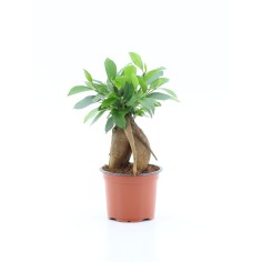 Vendita Bonsai Ficus Retusa Vaso 7cm-Bonsai OnLine|Vivaio Mondo Piante