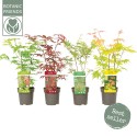 1 Pianta di Acer palmatum 'Atropurpureum' Vaso 10cm