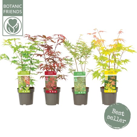 Vendita Albero di Acero verde-Piante Da Giardino|Vivaio Mondo Piante