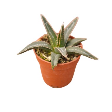 Vendita Agave Regina Vittoria | Agave victoriae-reginae | MondoPiante