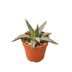 Vendita Agave Regina Vittoria | Agave victoriae-reginae | MondoPiante 2