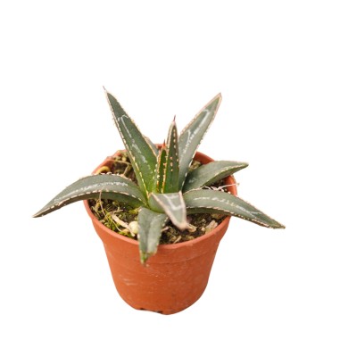 Vendita Agave Regina Vittoria | Agave victoriae-reginae | MondoPiante