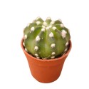 Pianta Grassa Echinopsis Subdenudata