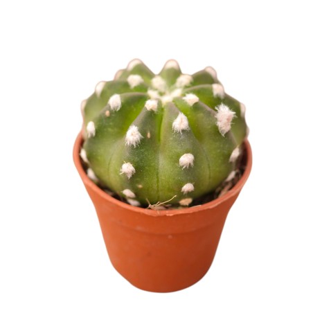 Vendita Echinopsis subdenudata | Cactus Domino | MondoPiante