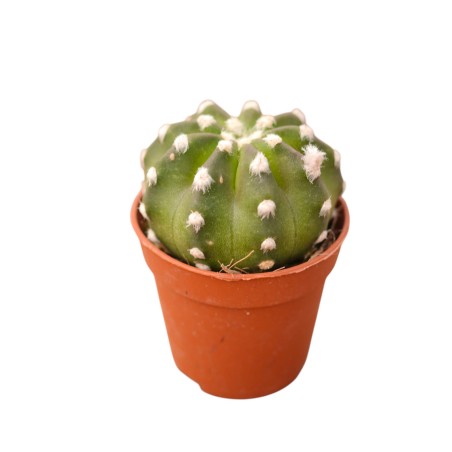 Vendita Echinopsis subdenudata | Cactus Domino | MondoPiante