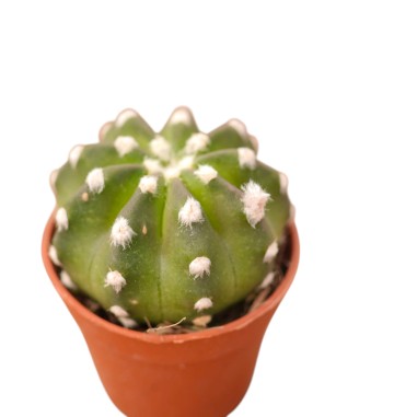 Vendita Echinopsis subdenudata | Cactus Domino | MondoPiante