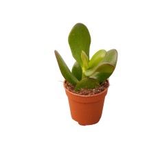 Vendita Albero di Giada | Crassula ovata | MondoPiante