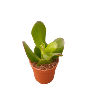 Portulacea Plant for Sale-Succulent Plants|Mondo Piante