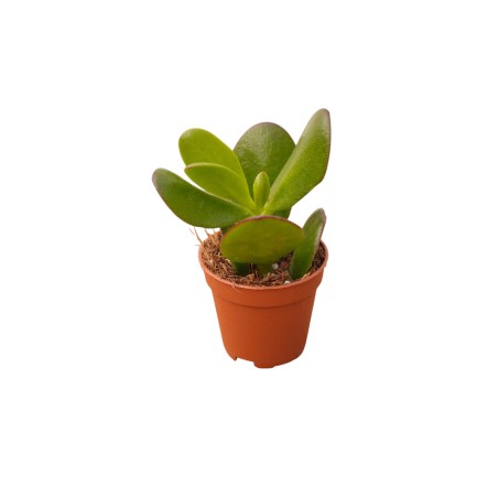 Portulacea Plant for Sale-Succulent Plants|Mondo Piante