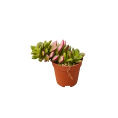 Vendita Anacampseros Sunrise | Succulenta Rosa | MondoPiante