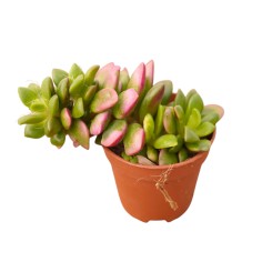 Vendita Anacampseros Sunrise | Succulenta Rosa | MondoPiante 2