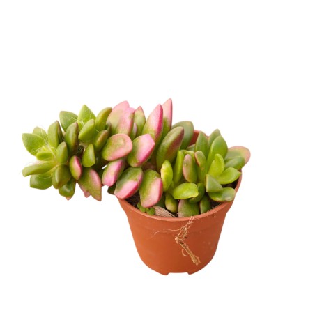 Vendita Anacampseros Sunrise | Succulenta Rosa | MondoPiante