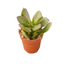 Vendita Crassula arborescens | Dollaro d'Argento | MondoPiante