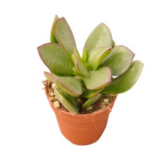 Vendita Crassula arborescens | Dollaro d'Argento | MondoPiante 2