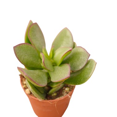 Vendita Crassula arborescens | Dollaro d'Argento | MondoPiante