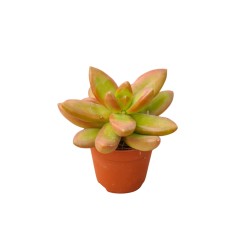 Vendita Graptosedum Bronze | Succulenta Color Rame | MondoPiante
