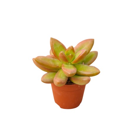 Vendita Graptosedum Bronze | Succulenta Color Rame | MondoPiante