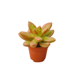 Vendita Graptosedum Bronze | Succulenta Color Rame | MondoPiante 2