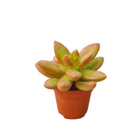 Vendita Graptosedum Bronze | Succulenta Color Rame | MondoPiante