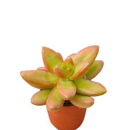 Vendita Graptosedum Bronze | Succulenta Color Rame | MondoPiante