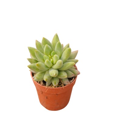 Vendita Pachyphytum hookeri | Succulenta Cicciotta | MondoPiante