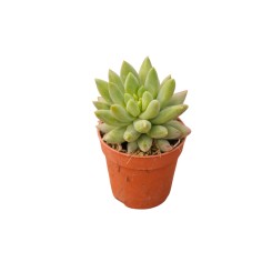 Vendita Pachyphytum hookeri | Succulenta Cicciotta | MondoPiante 2