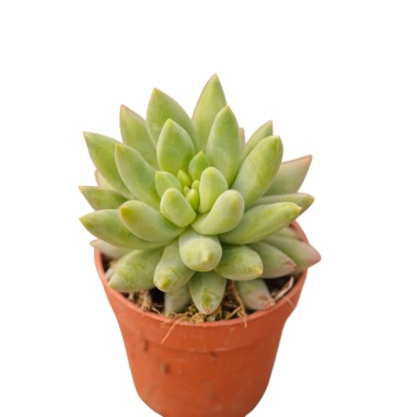 Vendita Pachyphytum hookeri | Succulenta Cicciotta | MondoPiante