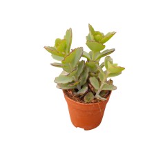 Vendita Kalanchoe fedtschenkoi | Foglie a Merletto | MondoPiante