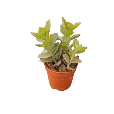 Vendita Kalanchoe fedtschenkoi | Foglie a Merletto | MondoPiante