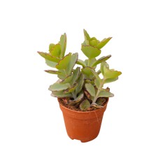 Vendita Kalanchoe fedtschenkoi | Foglie a Merletto | MondoPiante 2