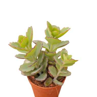 Vendita Kalanchoe fedtschenkoi | Foglie a Merletto | MondoPiante