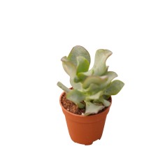 Vendita Crassula undulatifolia | Albero di Giada Riccio | MondoPiante